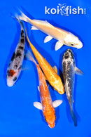 PACK OF (5) 4.25-4.5" STANDARD KOI