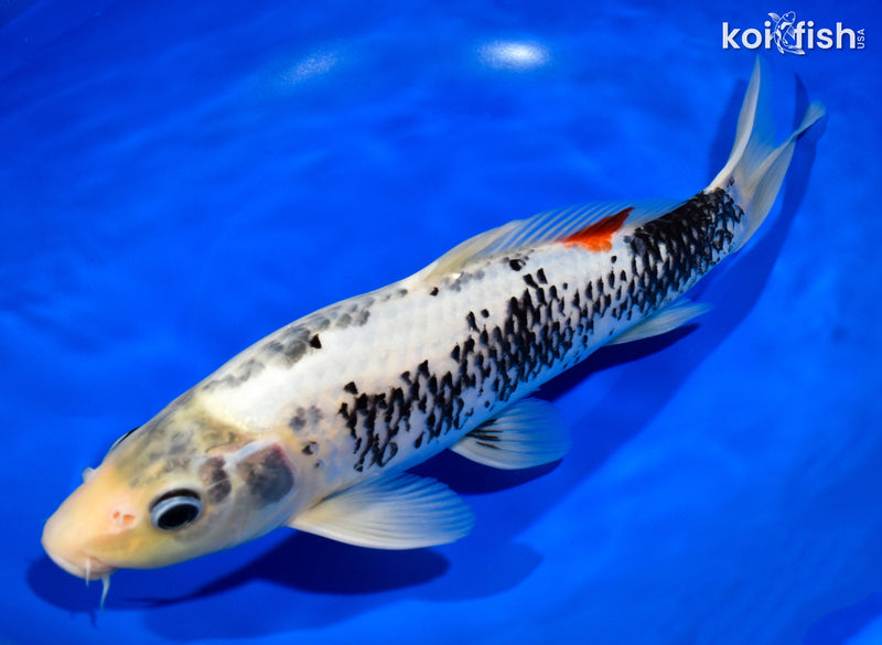 12" BENI MATSUKAWABAKE