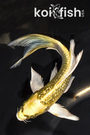 6" GINRIN KI MATSUBA BUTTERFLY