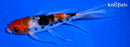 6.25" SANKE BUTTERFLY