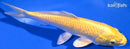 7.25" YAMABUKI OGON