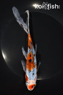 7.5" SHUBUNKIN GOLDFISH