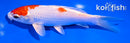 6" HARIWAKE