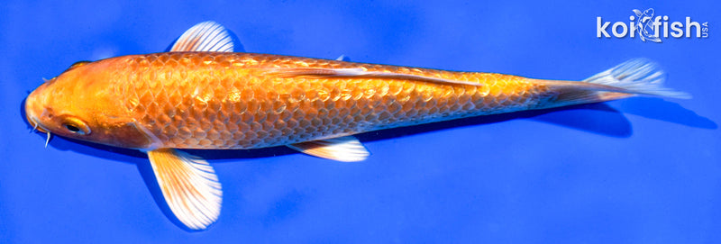 7" GINRIN ORENJI OGON