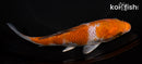 6.75" OCHIBA SHIGURE