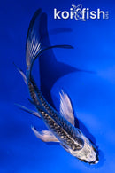 4" GINRIN KIKOKURYU BUTTERFLY