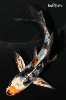 5" YAMATO NISHIKI BUTTERFLY