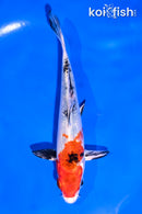 5.5" GINRIN YAMATO NISHIKI