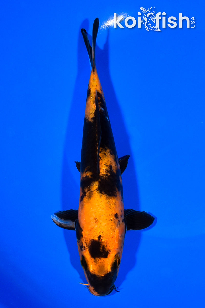 7.75" HI UTSURI