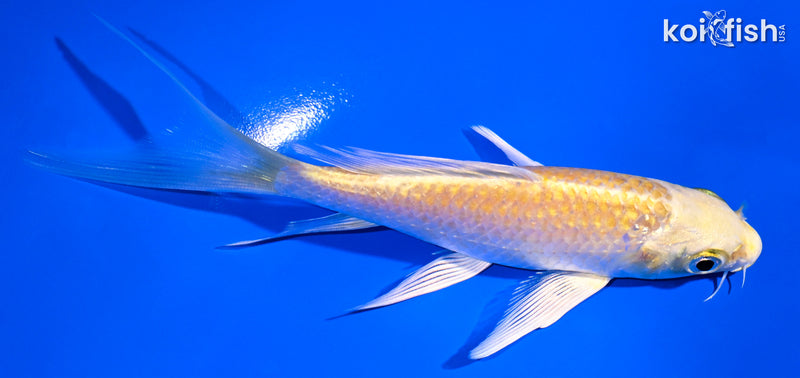 5" YAMABUKI OGON BUTTERFLY