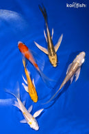 PACK OF (5) 3.75-4.5" BUTTERFLY KOI