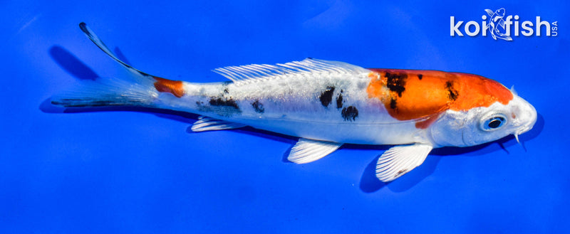 5.5" HEISEI NISHIKI