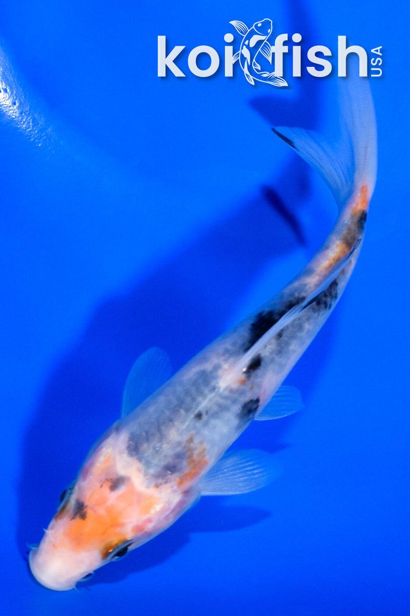 5.25" SANKE