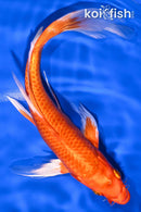 8" ORENJI OGON BUTTERFLY