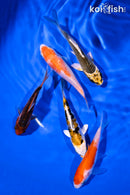 PACK OF (5) 4-5" STANDARD KOI