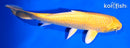7" YAMABUKI OGON