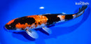 11" GINRIN KAGE SHOWA