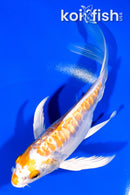 6.75" KIKUSUI BUTTERFLY