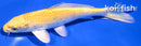6.75" YAMABUKI OGON