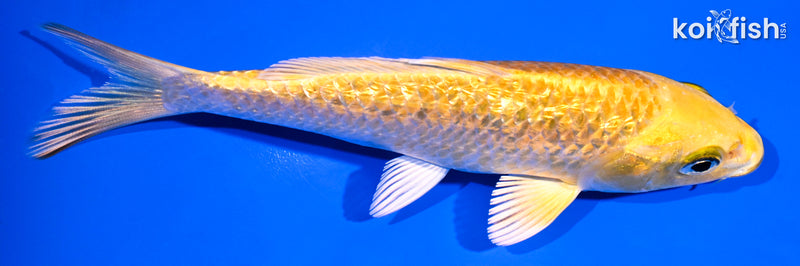 5.25" GINRIN YAMABUKI OGON