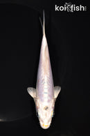 5.5" DOITSU PLATINUM OGON