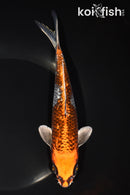 8" GINRIN BENI GINGA