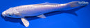 8.75" DOITSU PLATIUM OGON