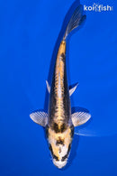 7" KIN KIKOKURYU