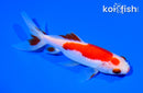 5.25" SARASA WAKIN GOLDFISH