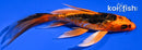 4.75" DOITSU KIN ORENJI MATSUBA BUTTERFLY