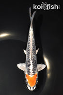 6.75" ARAGOKE BENI KIKOKURYU