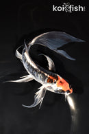 7.75" BENI KIKOKURYU BUTTERFLY