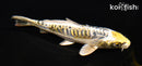5.5" ARAGOKE KIN KIKOKURYU