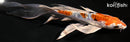 7.5" HEISEI NISHIKI BUTTERFLY