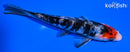 5.5" DOITSU SANKE