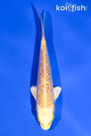4" GINRIN YAMABUKI OGON