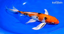 9.25" YAMATO NISHIKI BUTTERFLY