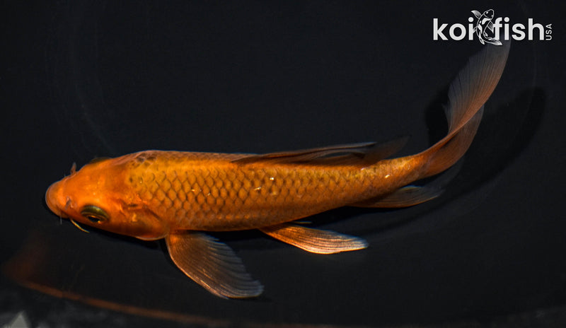 6" CHAGOI BUTTERFLY