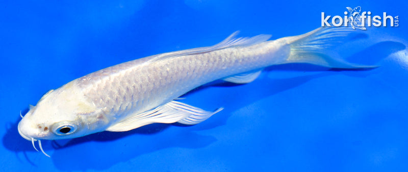 5.5" PLATINUM OGON BUTTERFLY