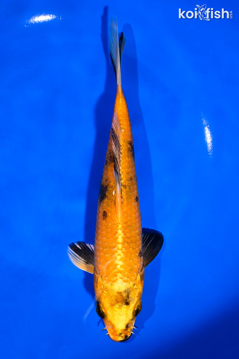 7.5" KIN HI UTSURI