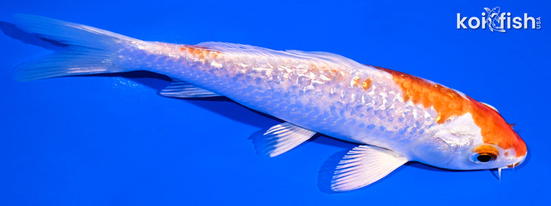 5.25" GINRIN HARIWAKE