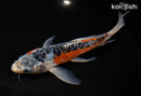 9" HI SHUSUI BUTTERFLY