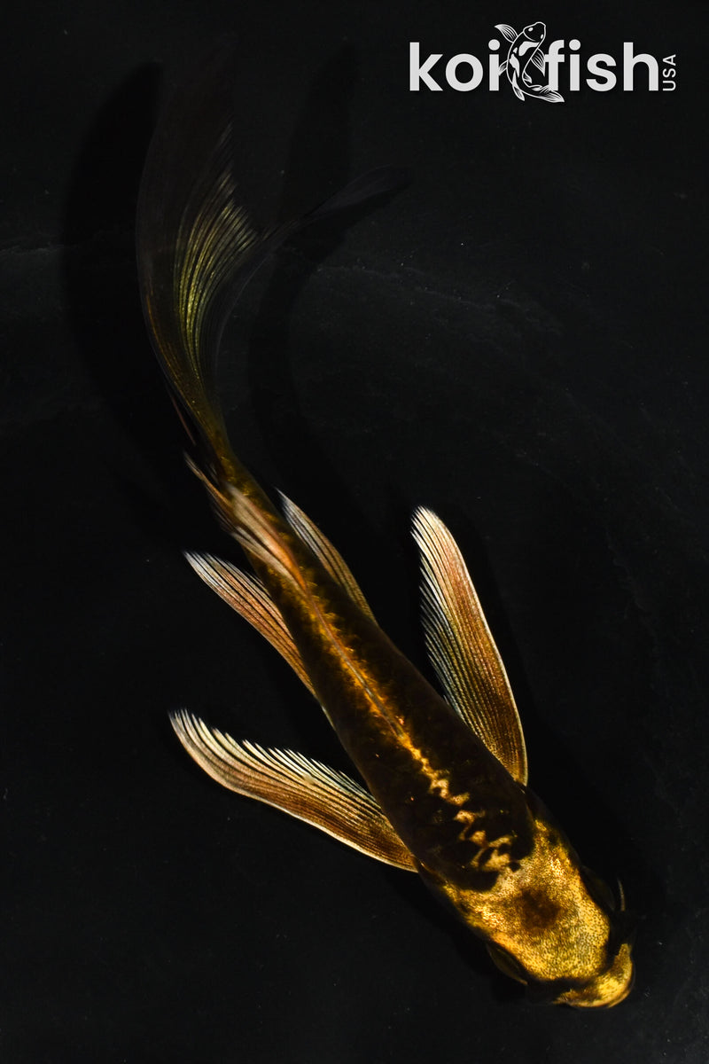 5.5" ARAGOKE KIN KIKOKURYU BUTTERFLY