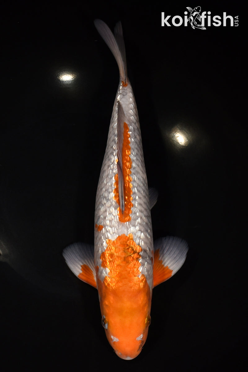 11.5" GINRIN OCHIBA SHIGURE
