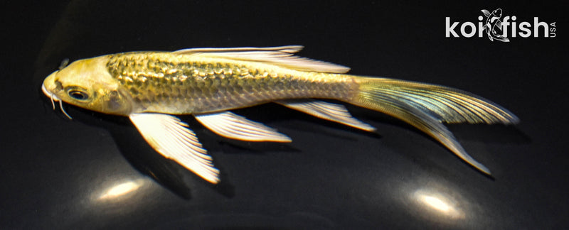 6" GINRIN KI MATSUBA BUTTERFLY