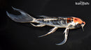 7.75" BENI KIKOKURYU BUTTERFLY