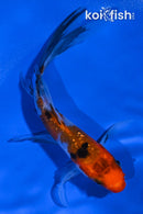 4.5" GINRIN SANKE BUTTERFLY