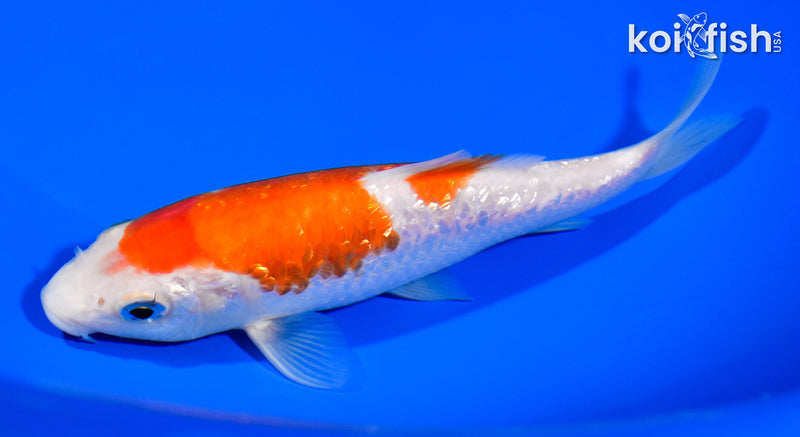 5.75" GINRIN KOHAKU