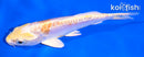 5" DOITSU LEMON HARIWAKE