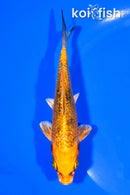 5.25" GINRIN ORENJI MATSUBA